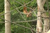 leipzig zoo-01_07_2011_zoo_allgemein_221